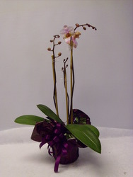 Orchid from Beck's Flower Shop & Gardens, in Jackson, Michigan