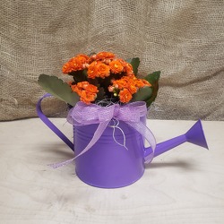 Watering Can with Blooming Plant from Beck's Flower Shop & Gardens, in Jackson, Michigan
