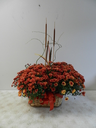 Double Mum Basket from Beck's Flower Shop & Gardens, in Jackson, Michigan