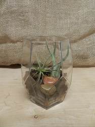 Air Plants from Beck's Flower Shop & Gardens, in Jackson, Michigan