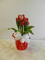 6" Tulip from Beck's Flower Shop & Gardens, in Jackson, Michigan