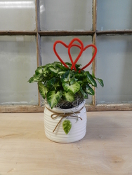 Valentine's Plant from Beck's Flower Shop & Gardens, in Jackson, Michigan