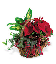 Holiday Planter Basket from Beck's Flower Shop & Gardens, in Jackson, Michigan