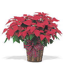 Red Poinsettia from Beck's Flower Shop & Gardens, in Jackson, Michigan