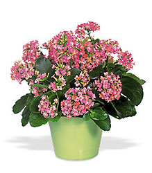 Pink Kalanchoe from Beck's Flower Shop & Gardens, in Jackson, Michigan