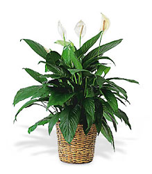 Large Spathiphyllum Plant from Beck's Flower Shop & Gardens, in Jackson, Michigan