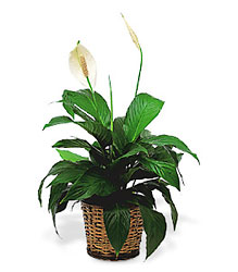 Small Spathiphyllum Plant from Beck's Flower Shop & Gardens, in Jackson, Michigan