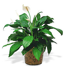Peace Lily from Beck's Flower Shop & Gardens, in Jackson, Michigan