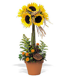 Sunflower Topiary from Beck's Flower Shop & Gardens, in Jackson, Michigan