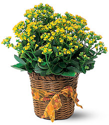 Vivid Yellow Kalanchoe Plant from Beck's Flower Shop & Gardens, in Jackson, Michigan