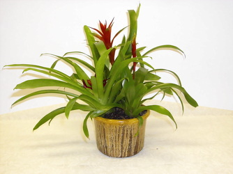 Bromeliad from Beck's Flower Shop & Gardens, in Jackson, Michigan