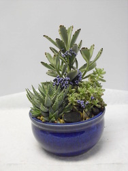 Succulant Planter from Beck's Flower Shop & Gardens, in Jackson, Michigan
