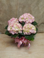 PINK HYDRANGEA from Beck's Flower Shop & Gardens, in Jackson, Michigan