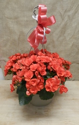 Begonia Hanging Basket from Beck's Flower Shop & Gardens, in Jackson, Michigan