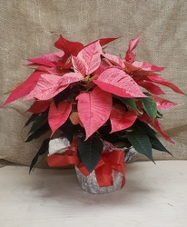 POINSETTIA from Beck's Flower Shop & Gardens, in Jackson, Michigan