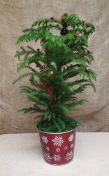 HOLIDAY NORFOLK PINE from Beck's Flower Shop & Gardens, in Jackson, Michigan