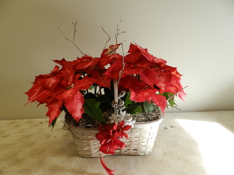 Double Poinsettia from Beck's Flower Shop & Gardens, in Jackson, Michigan