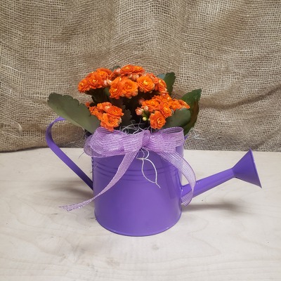 Watering Can with Blooming Plant