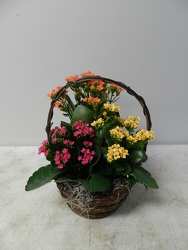 Kalanchoe Basket from Beck's Flower Shop & Gardens, in Jackson, Michigan