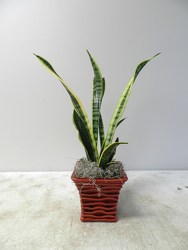 Snake Plant from Beck's Flower Shop & Gardens, in Jackson, Michigan