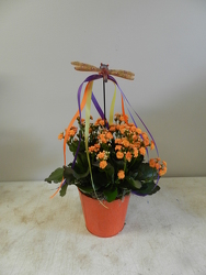 Kalanchoe from Beck's Flower Shop & Gardens, in Jackson, Michigan