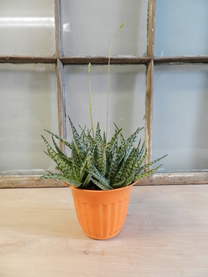 Single Succulent Plant