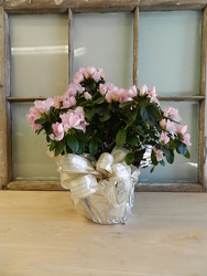 Blooming Plant from Beck's Flower Shop & Gardens, in Jackson, Michigan