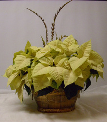White Poinsettia from Beck's Flower Shop & Gardens, in Jackson, Michigan