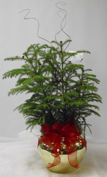 Norfolk Pine from Beck's Flower Shop & Gardens, in Jackson, Michigan