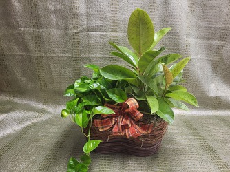 Double Plant from Beck's Flower Shop & Gardens, in Jackson, Michigan