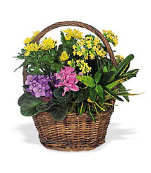 Petite European Basket from Beck's Flower Shop & Gardens, in Jackson, Michigan