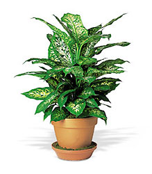 Dieffenbachia from Beck's Flower Shop & Gardens, in Jackson, Michigan