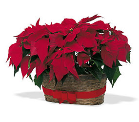 Double Poinsettia Basket from Beck's Flower Shop & Gardens, in Jackson, Michigan
